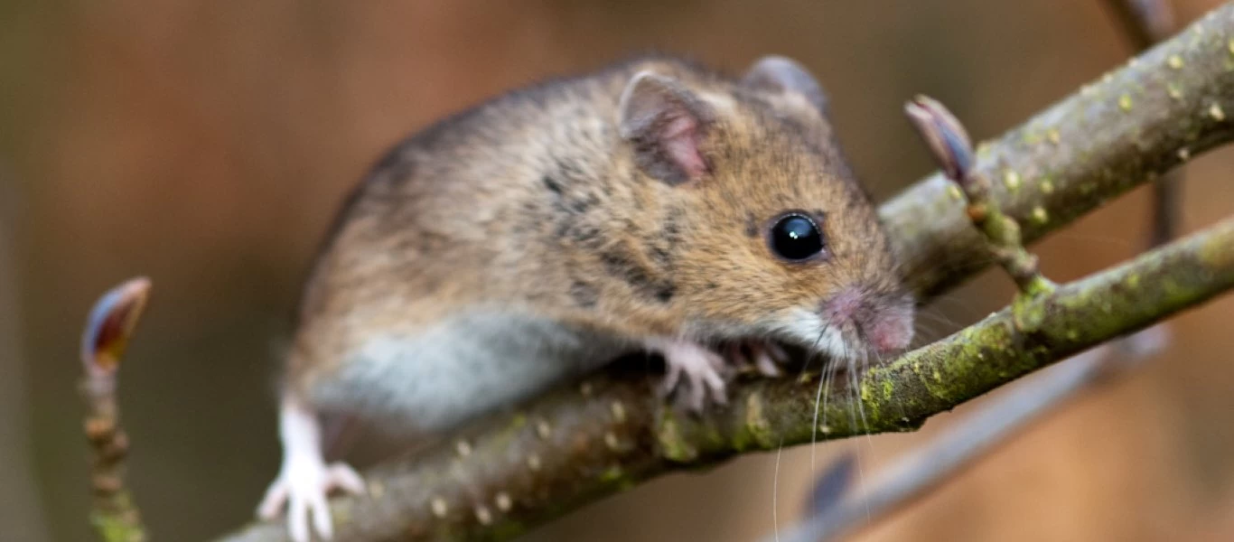 Νέος εφιάλτης: Ο ιός «Τσαπάρε» προέρχεται από ζώα, μεταδίδεται από άνθρωπο σε άνθρωπο και δεν έχει θεραπεία!